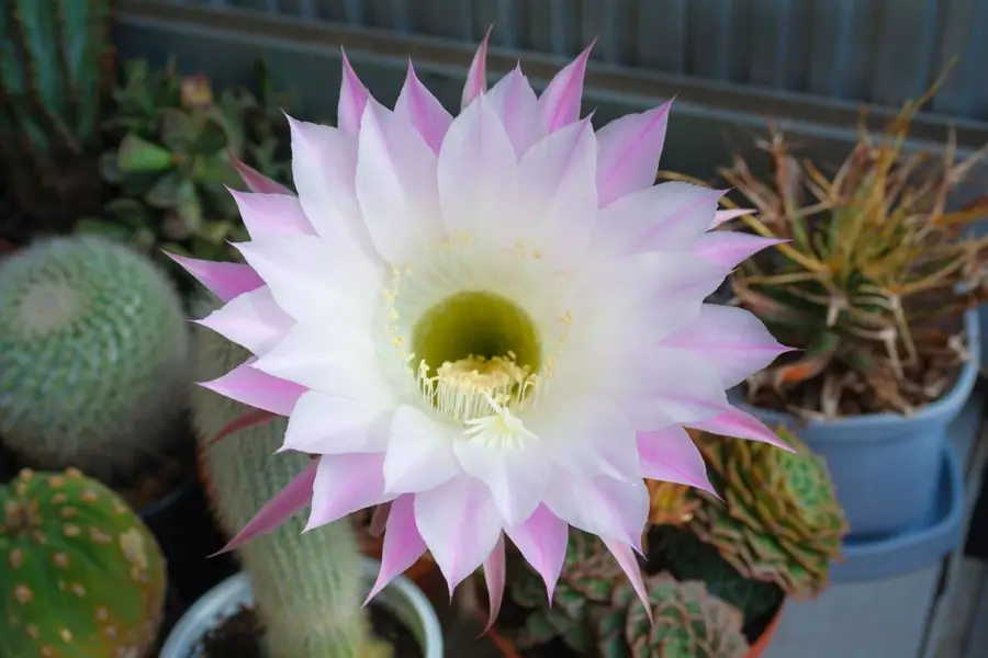 Flor de cactus erizo