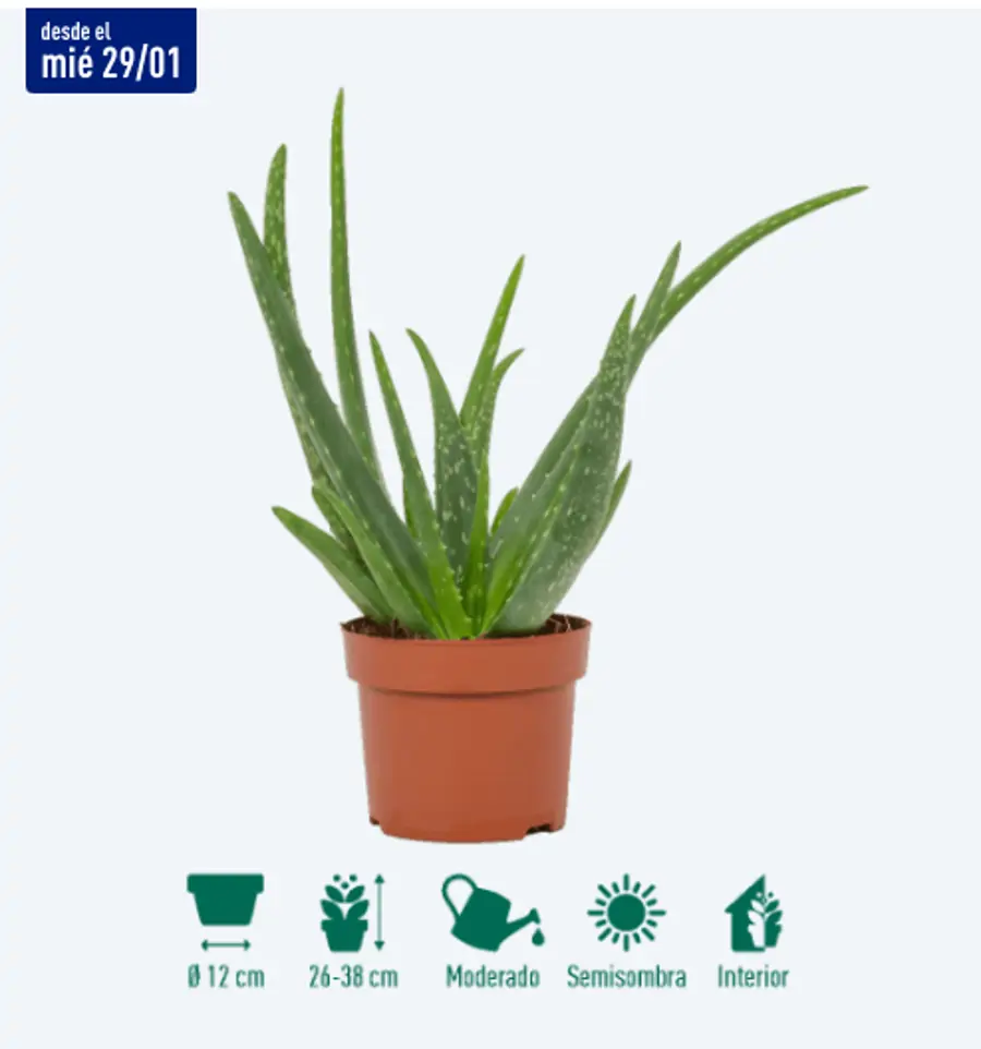 Aldi Aloe vera