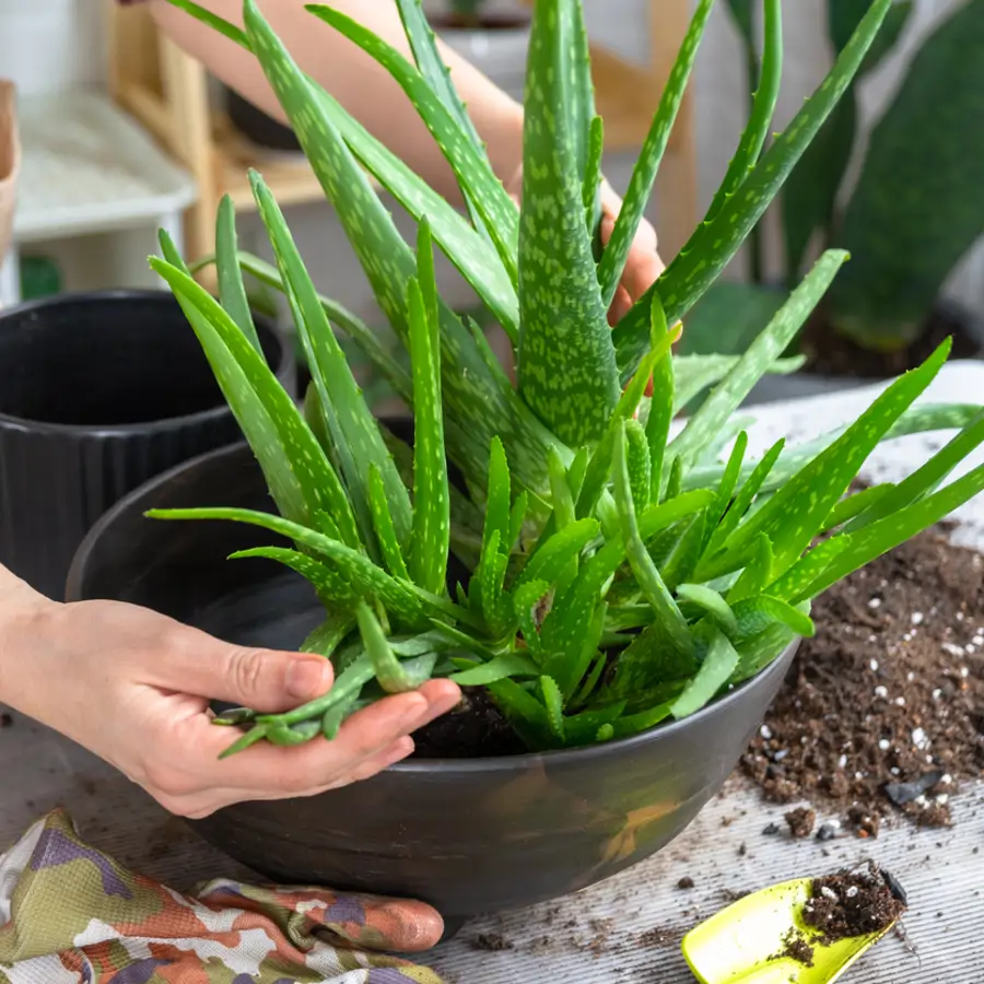 Aldi "regalará" por 2,99 euros este precioso aloe vera, la planta que lo "cura" todo y hay que tener en casa