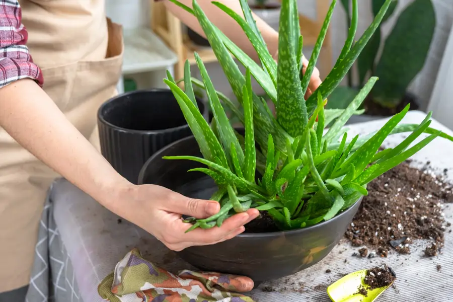 Mujer trasplantando un aloe vera