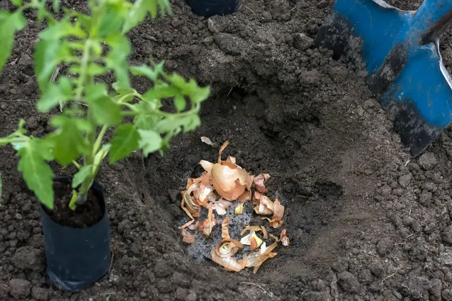 Fertilizar suelo con piel de cebolla