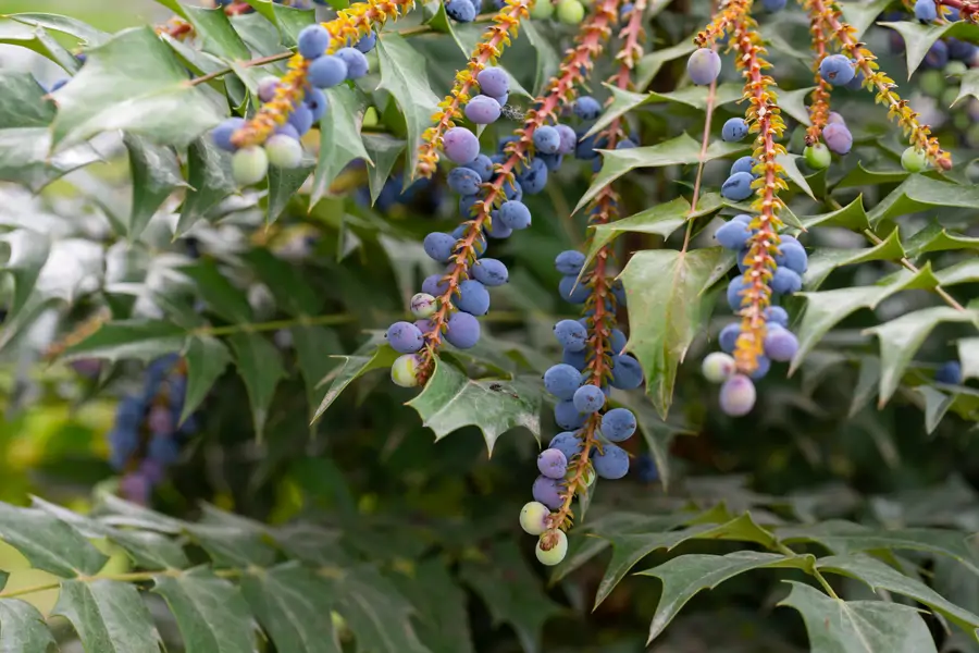 Frutos de la mahonia