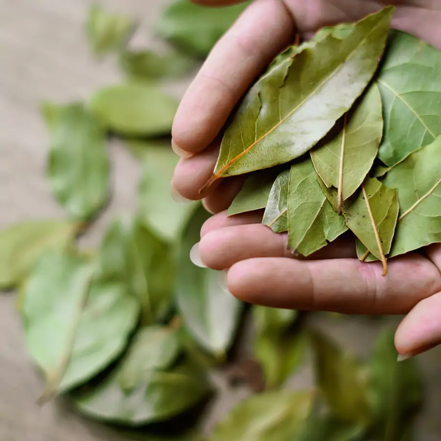 Por qué debes poner una hoja de laurel debajo de la almohada antes de acostarte