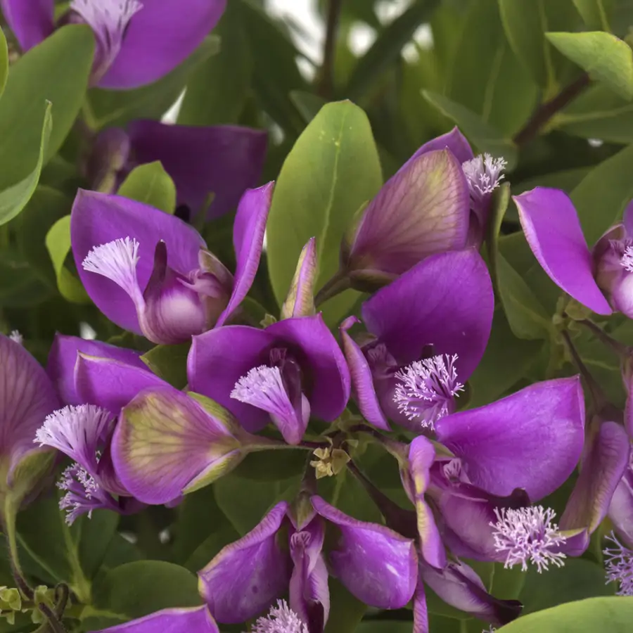 Con flores durante 10 meses al año: esta exuberante planta llena tu jardín de color y se cuida sola