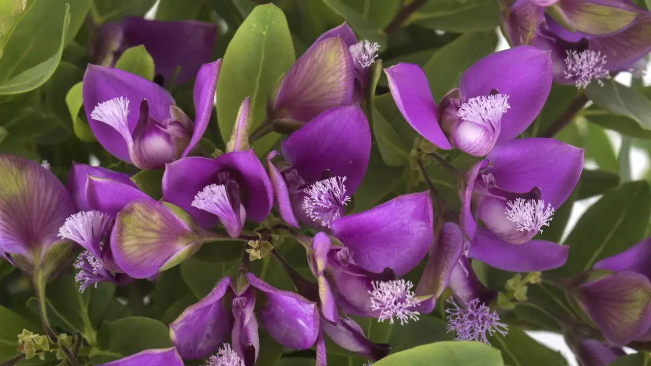 Polygala myrtifolia