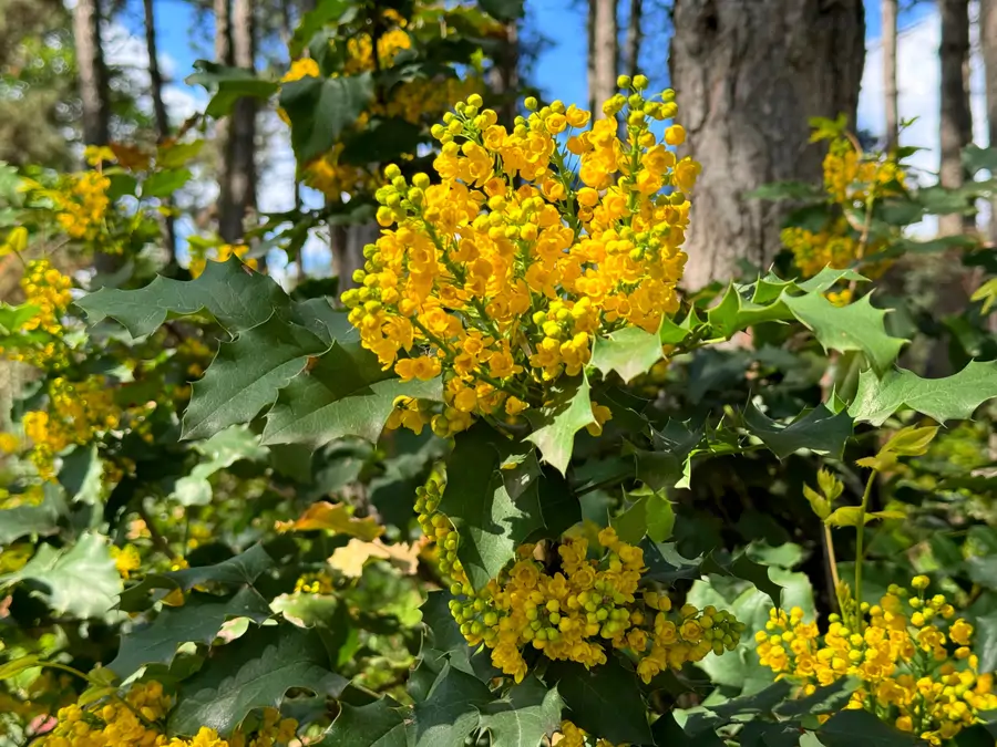 Racimos de flores de mahonia