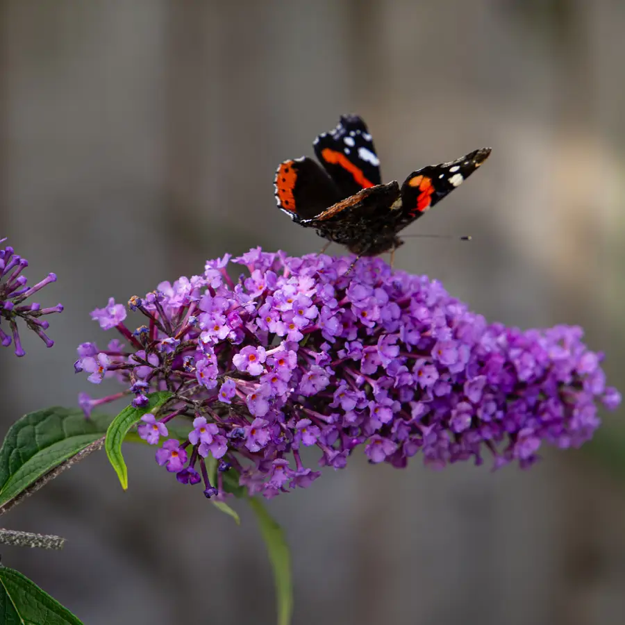 El arbusto de las mariposas, una planta perfecta para el balcón que crece rápidamente y llena tu casa de flores