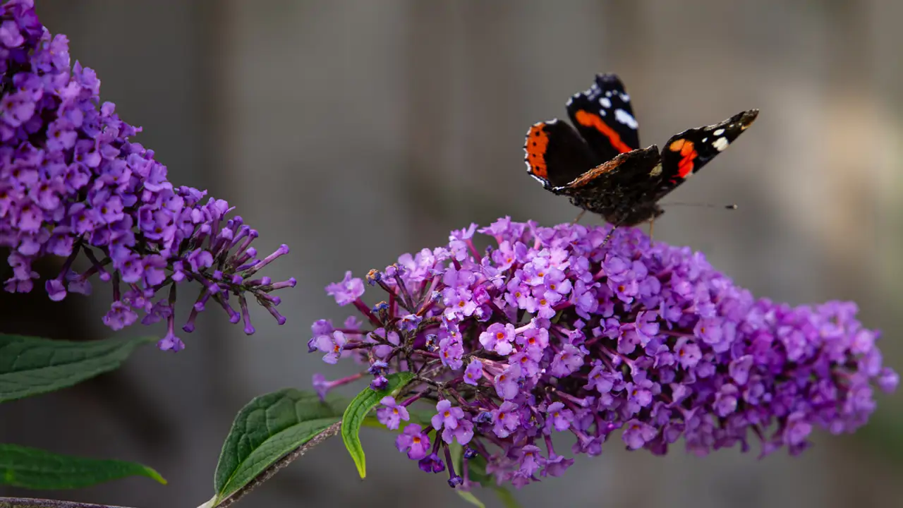 Buddleja davidii