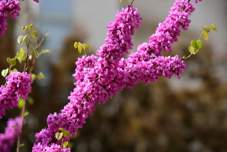 Flores de bauhinia