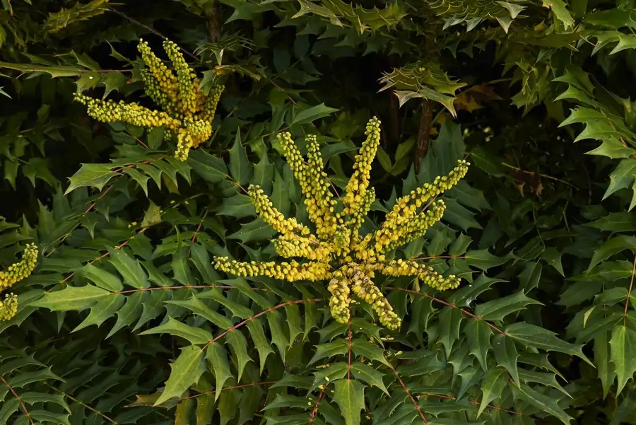 Mahonia x media ‘Winter Sun’