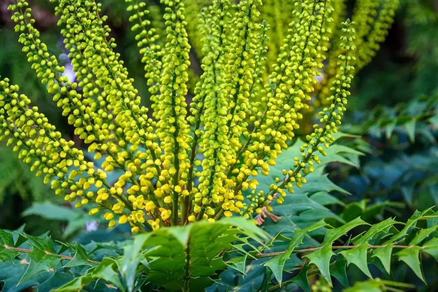 Mahonia x media ‘Winter Sun’