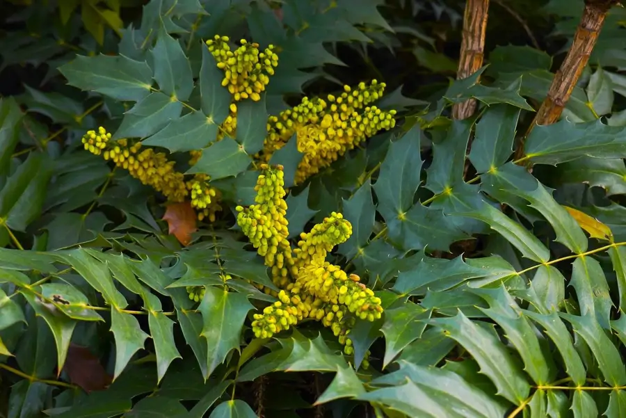 Mahonia x media ‘Winter Sun’