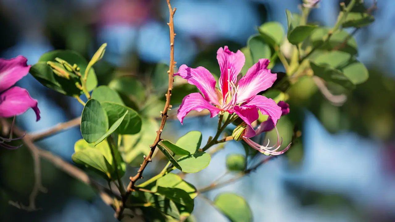 arbol orquidea bauhinia variegata