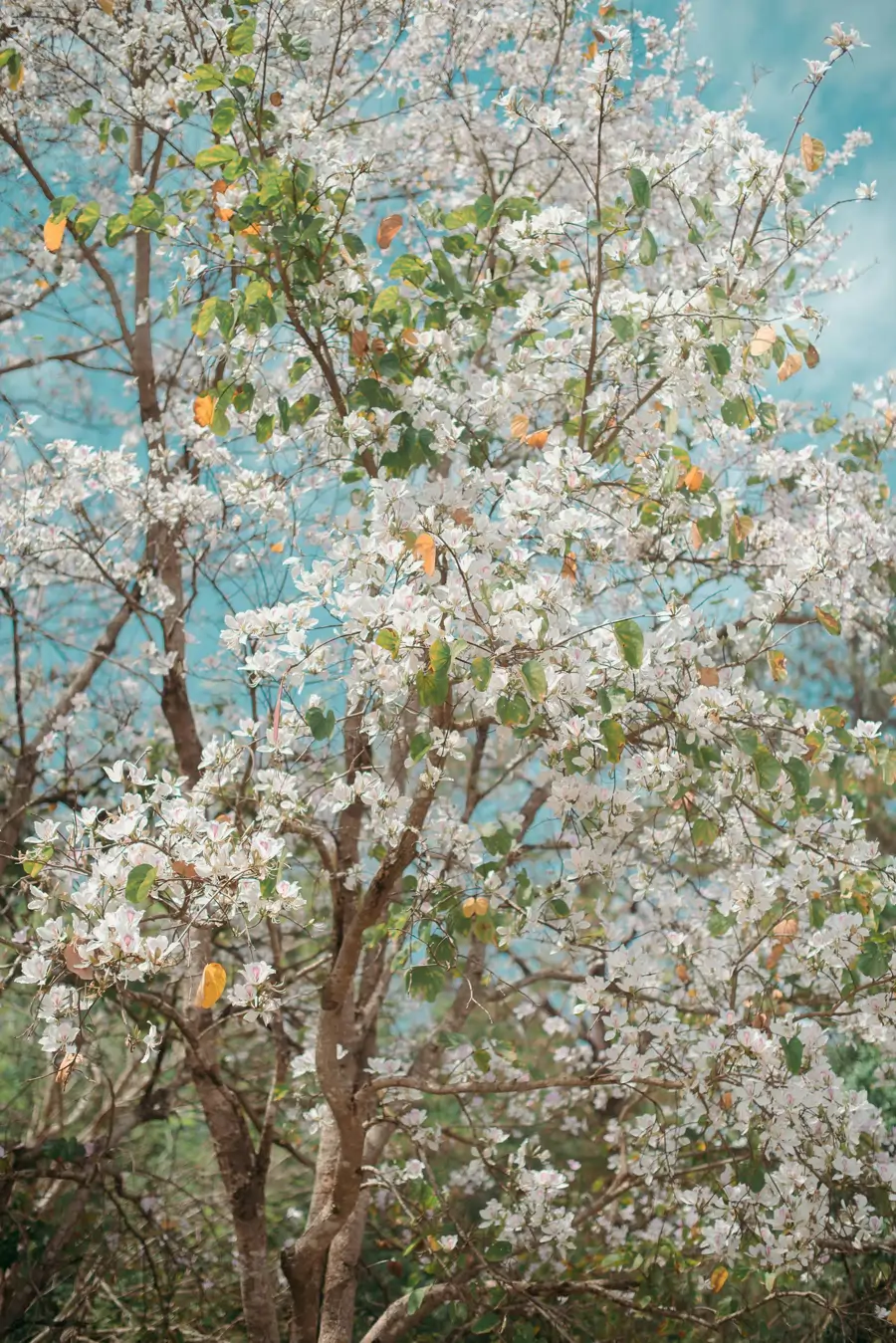 Bauhinia árbol orquídea