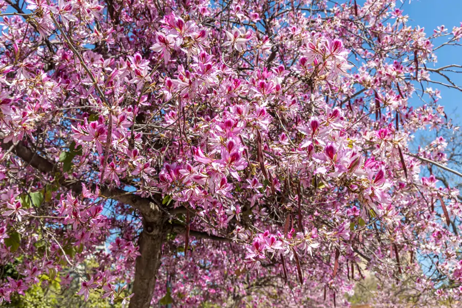 bauhinia