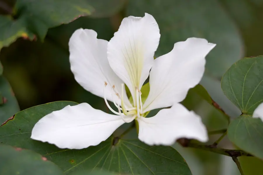 Flor blanca de Bauhinia variegata (árbol de orquídea)