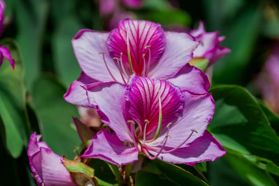 Flor de bauhinia