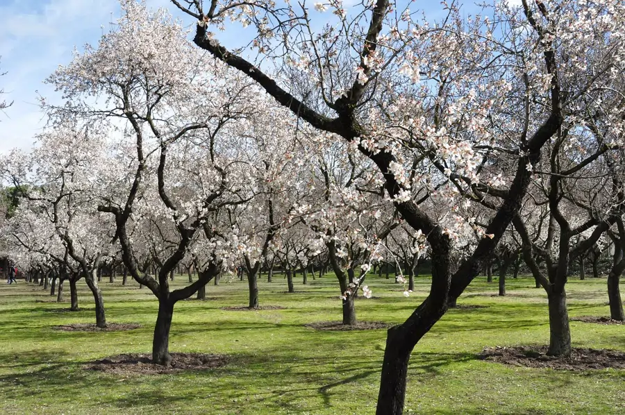 Almendros en flor