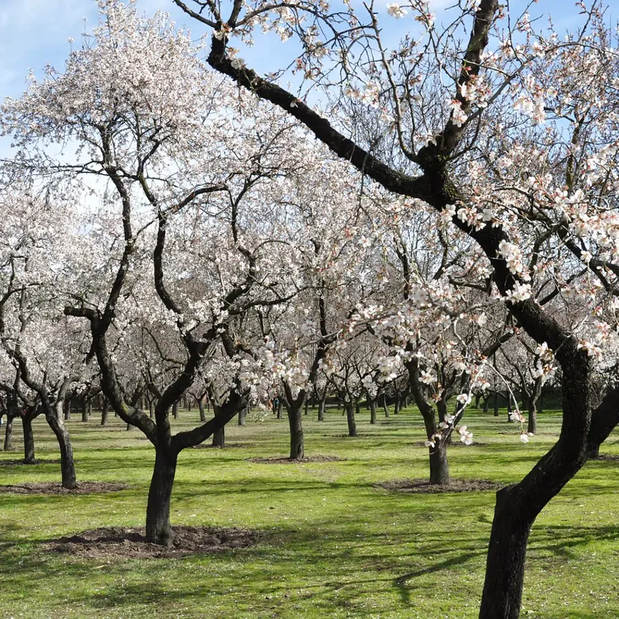 Las 8 floraciones más espectaculares de España para disfrutar del despertar de la naturaleza en primavera