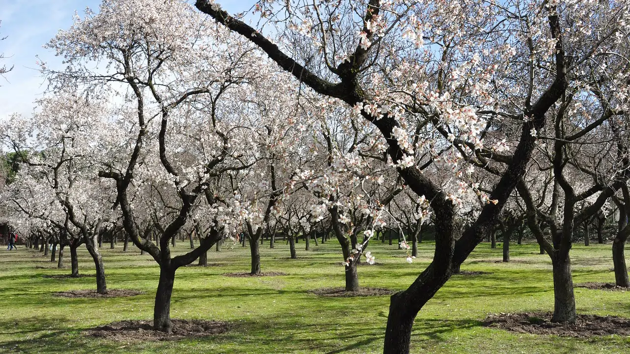 Almendros en flor