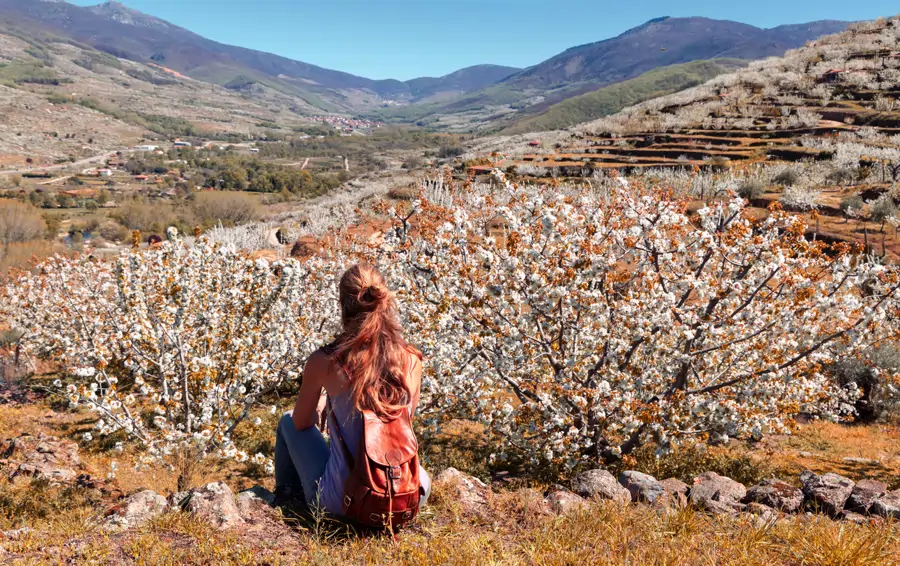 Cerezo en flor en Valle del Jerte