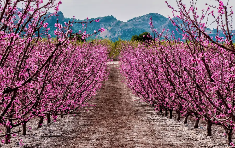 Flores en Cieza