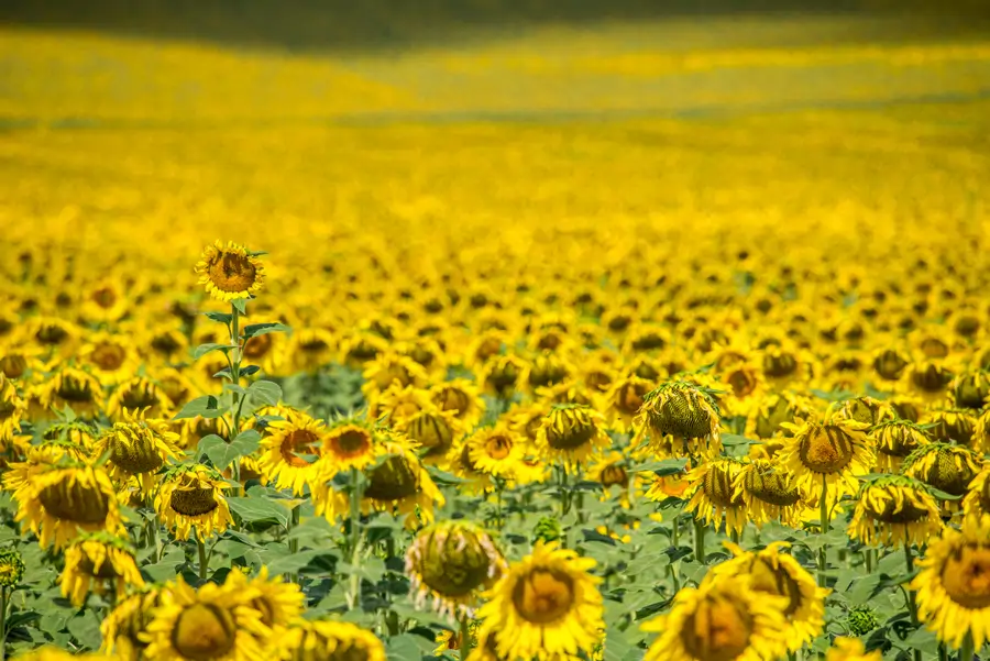 Girasoles en Sevilla