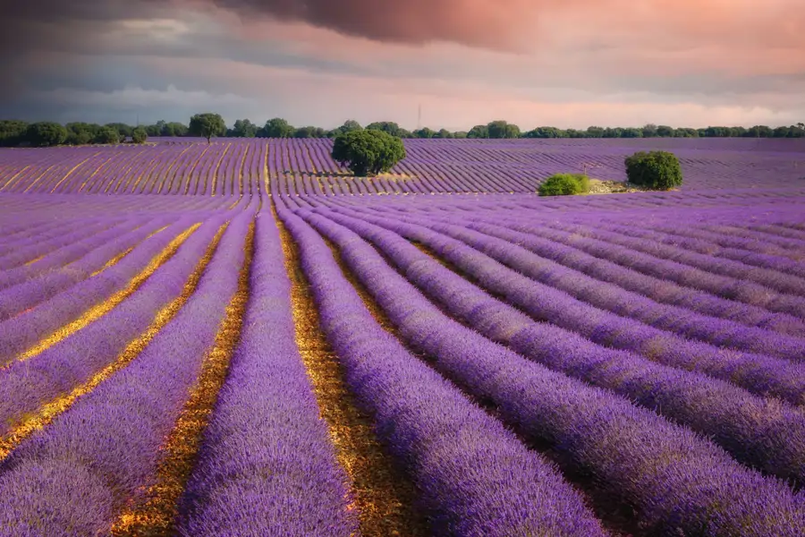 Lavanda en Brihuega