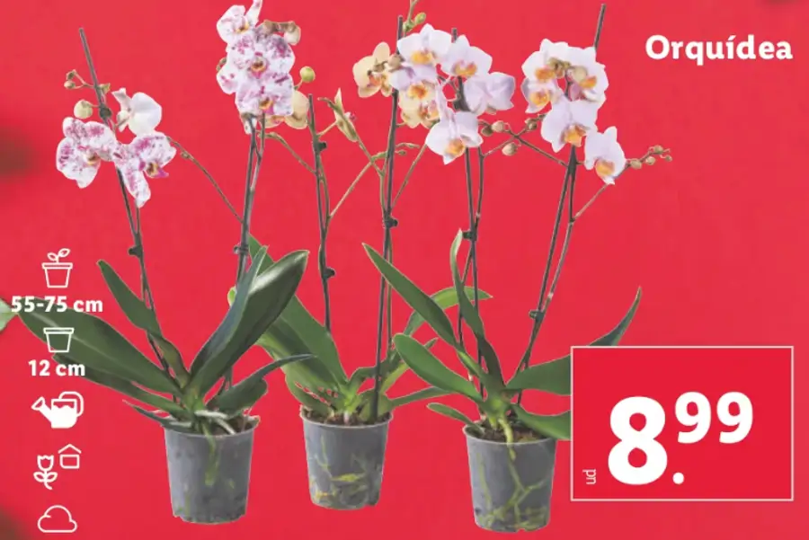 orquídeas lidl