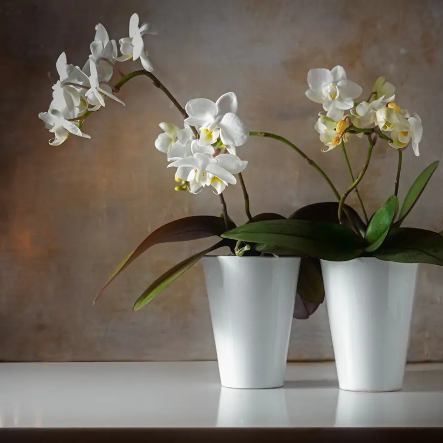 Orquídeas Phalaenopsis