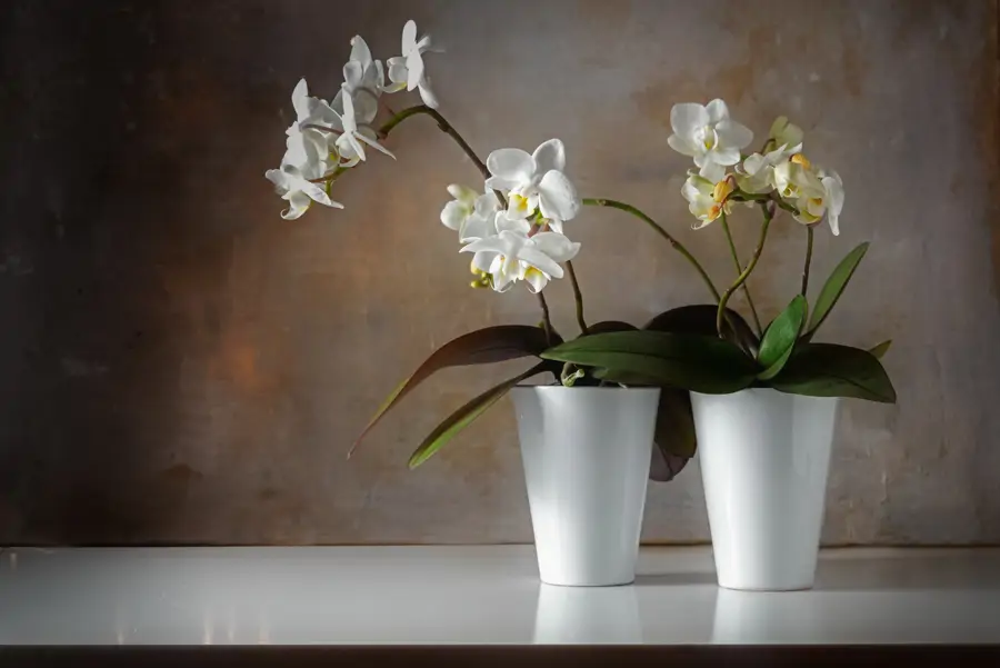 Orquídeas Phalaenopsis