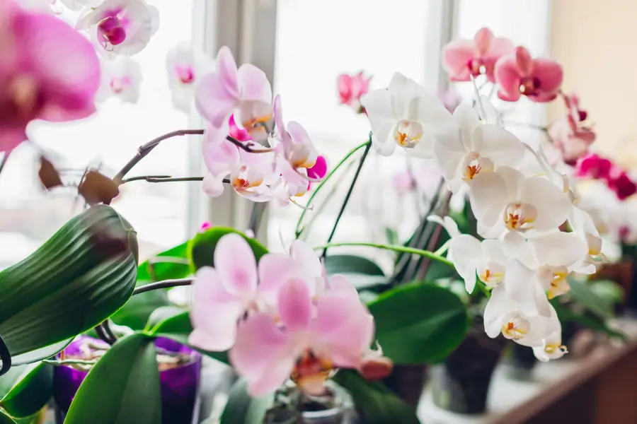 Orquídeas rosas y blancas