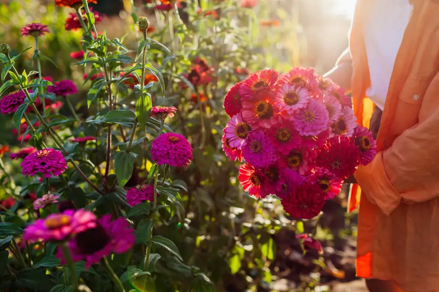 Cortando flores para ramo