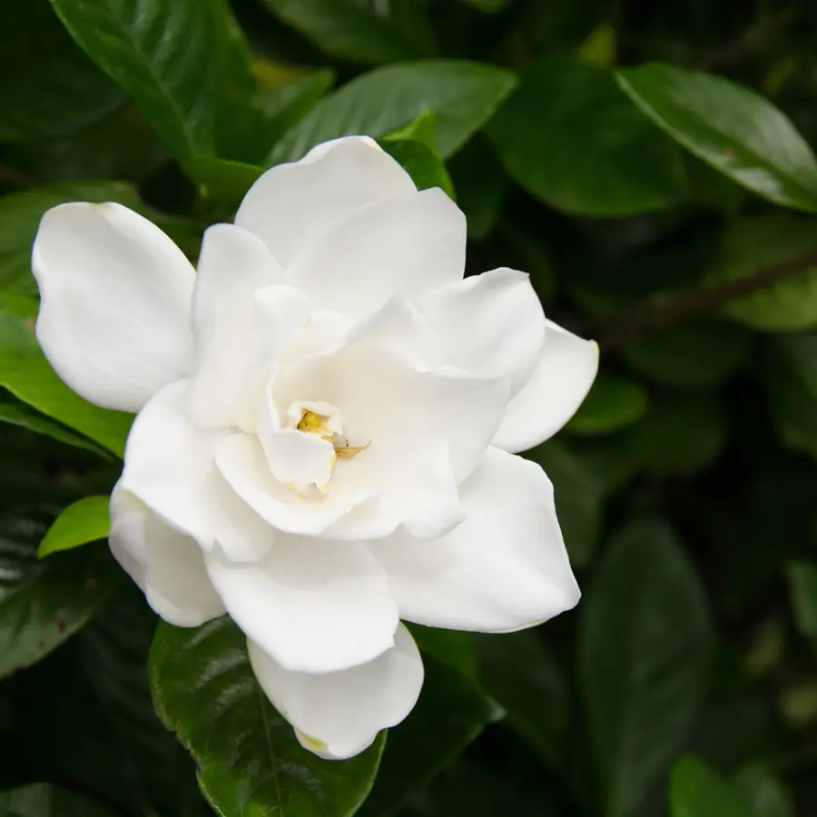 Gardenia 