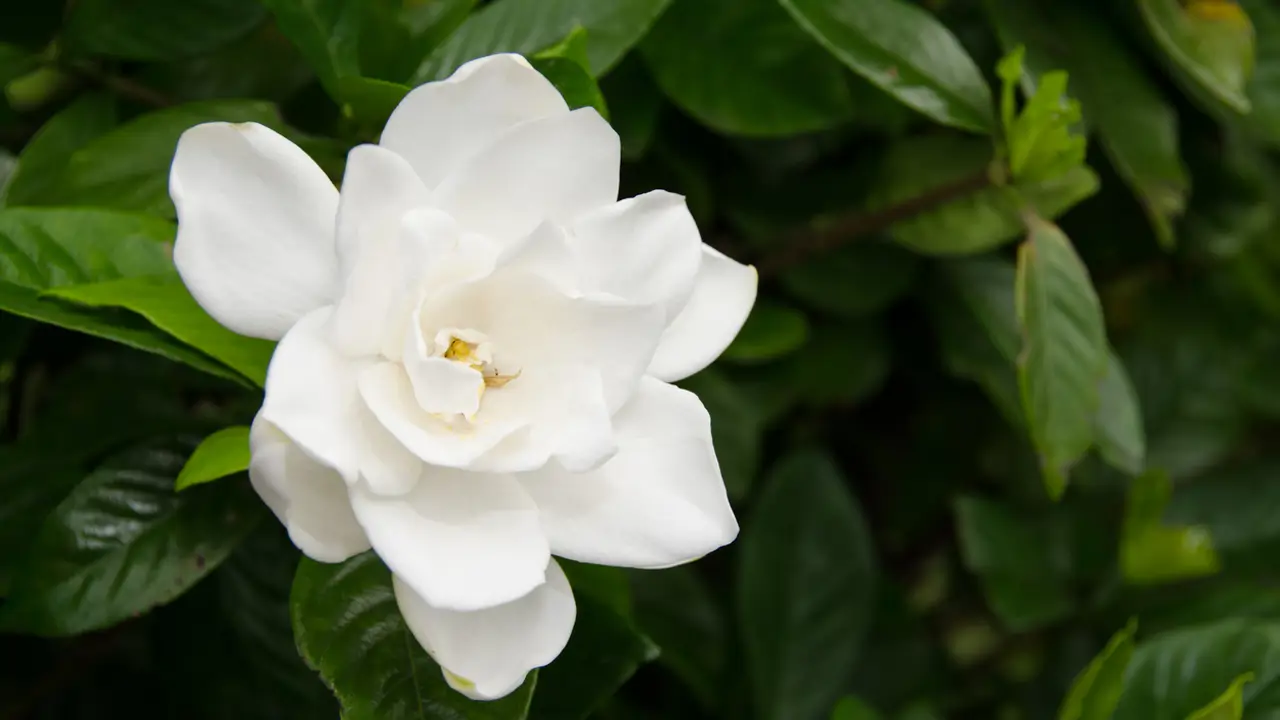 Gardenia 