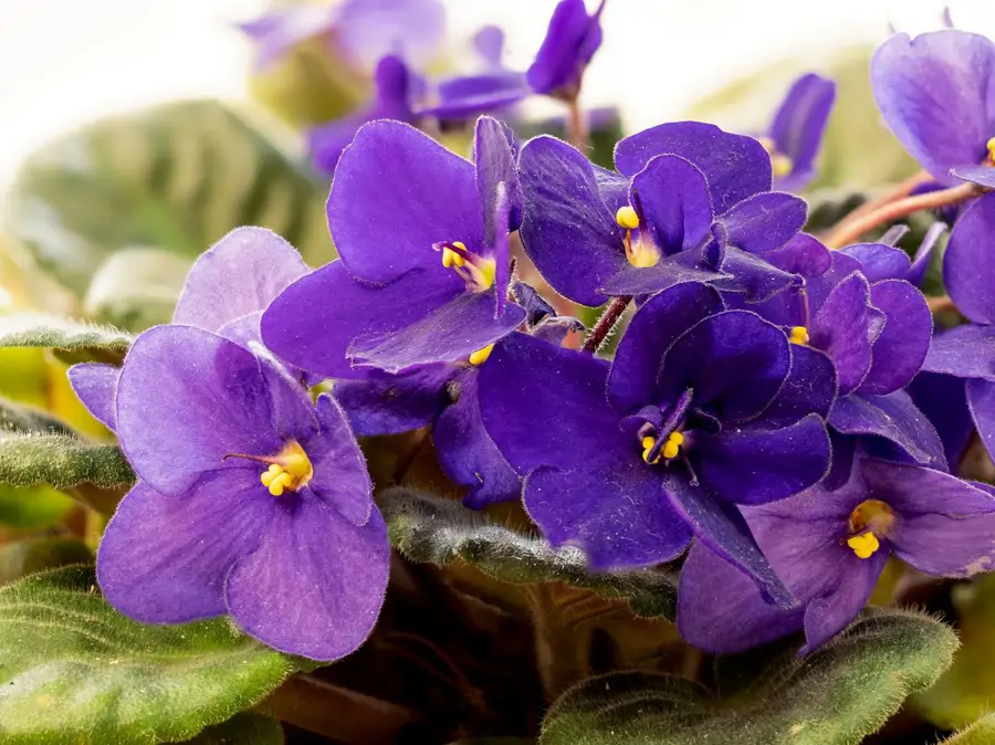 Violeta africana de hojas aterciopeladas