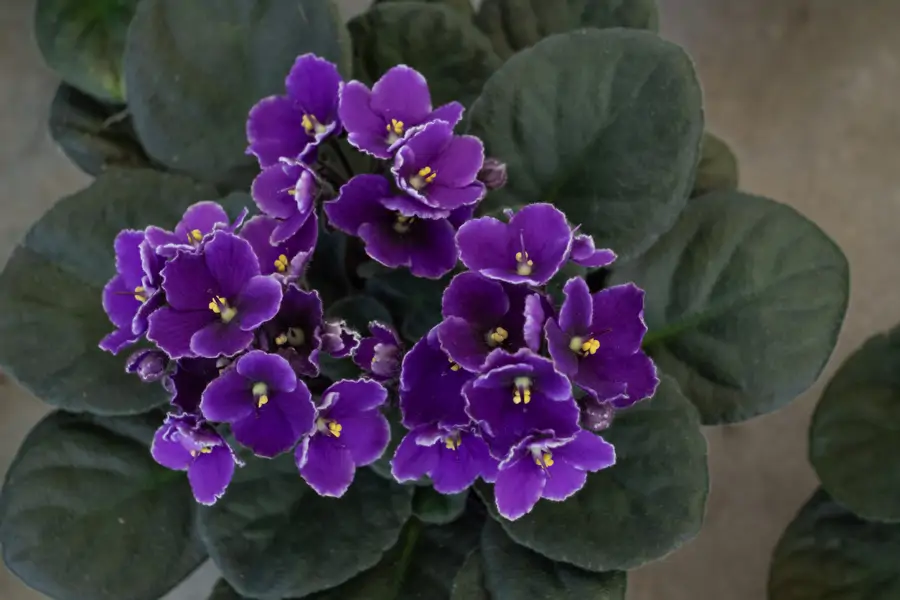 Violeta africana