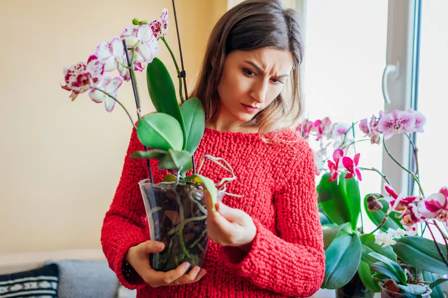 Orquídea con hoja marchita