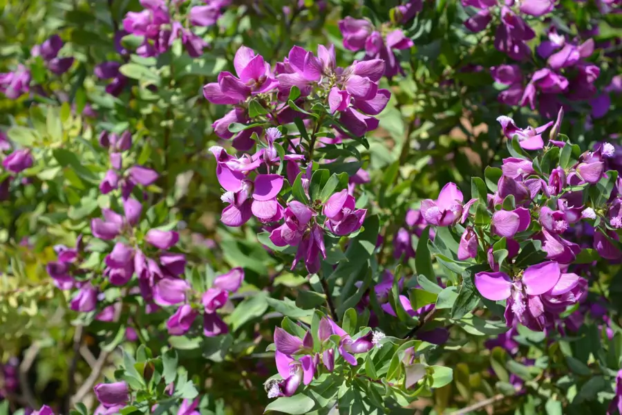 Polygala mirtifolia