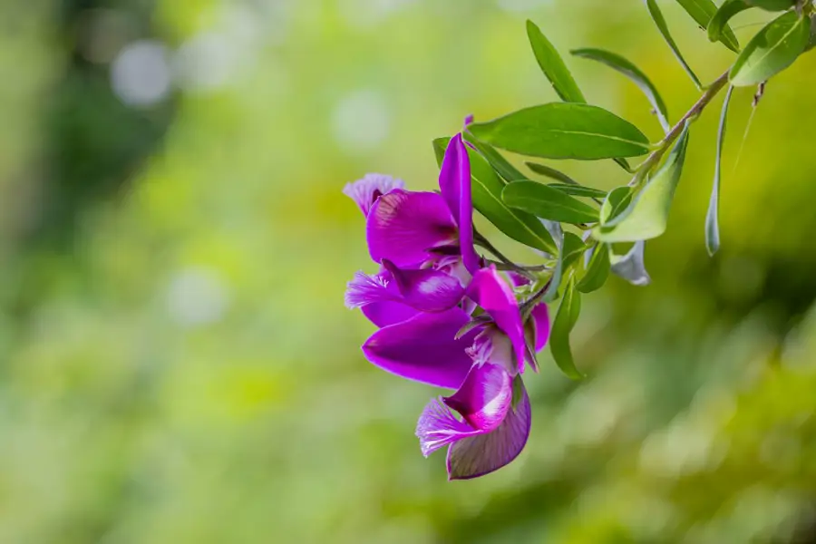 Polygala mirtifolia