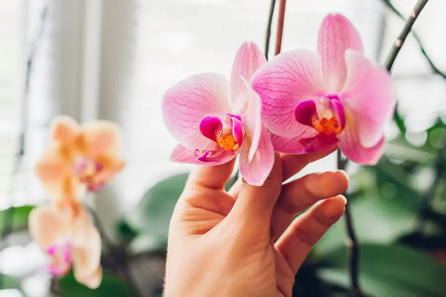 Recuperar orquídea sin flores