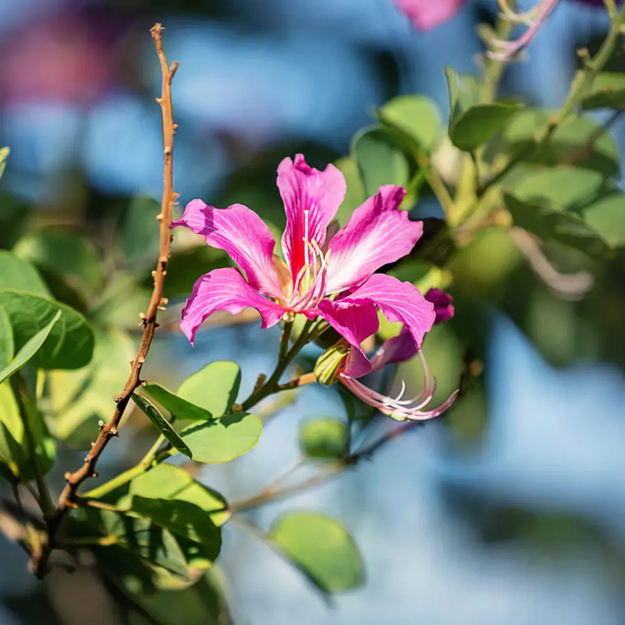 Así se cuida el árbol orquídea: te da flores en invierno y sombra en verano