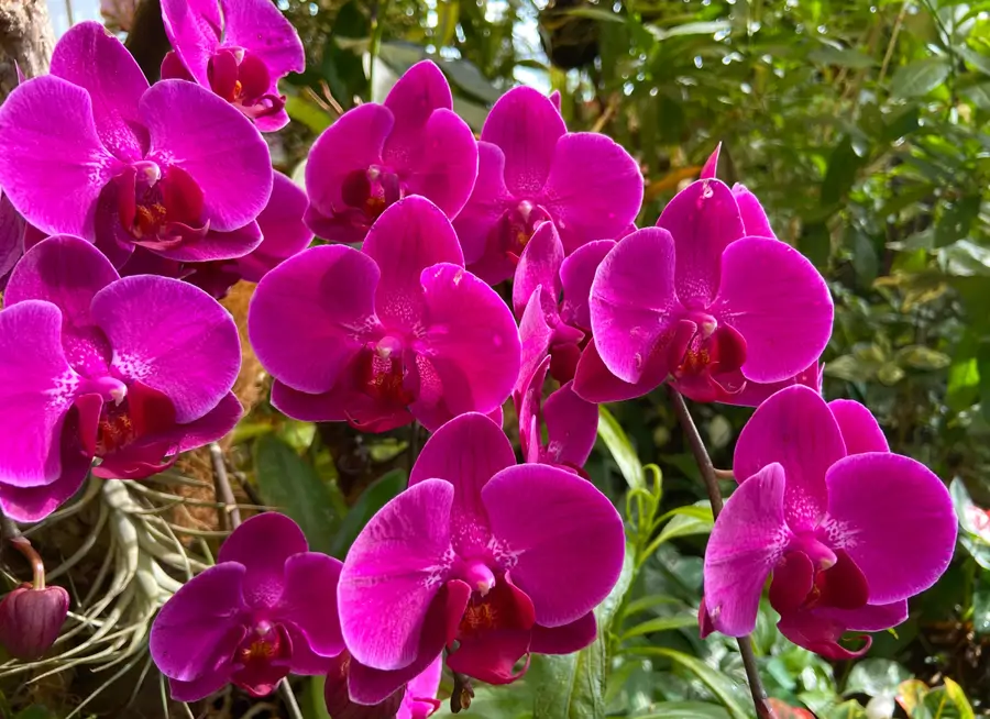 Orquídea Phalaenopsis