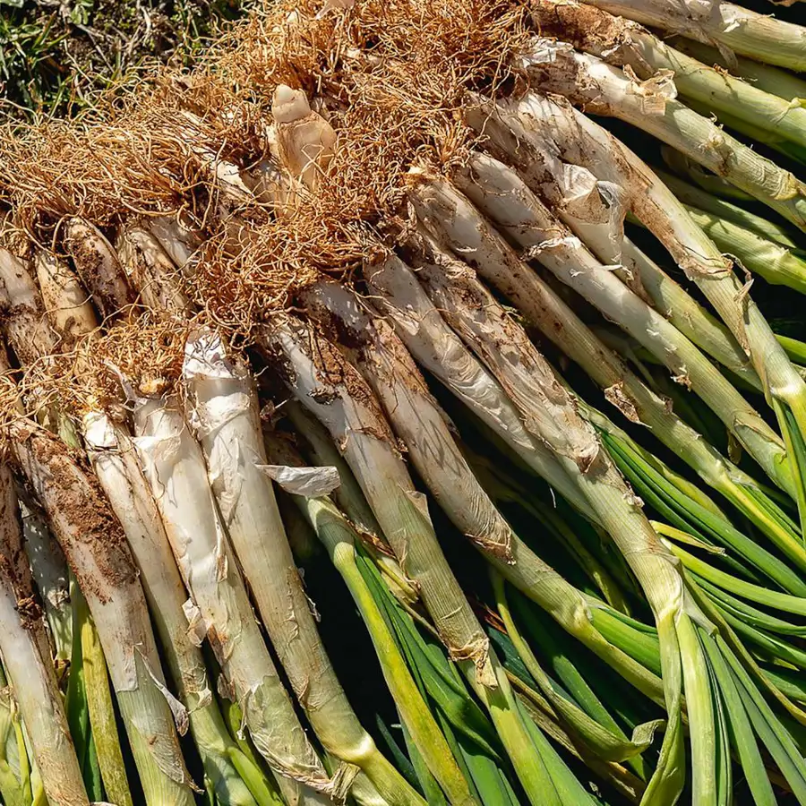 Cómo plantar calçots: puedes hacerlo con cualquier variedad de cebolla según un experto