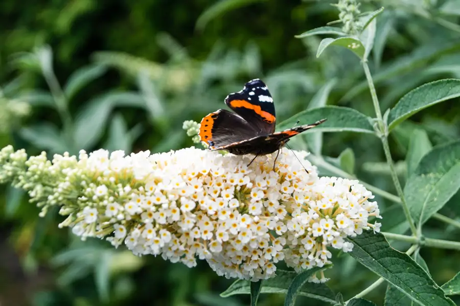 Mariposa en flores de budleia