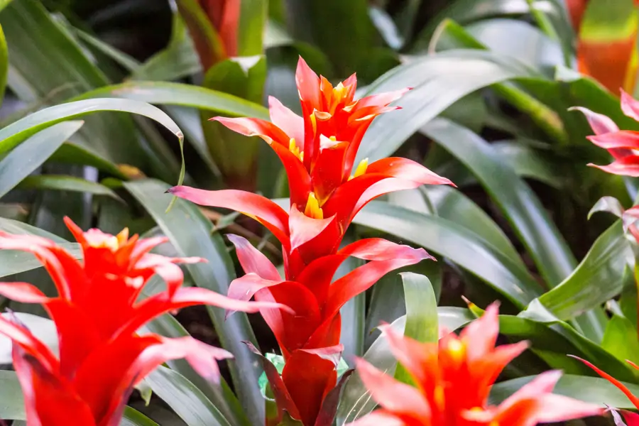 bromelia planta