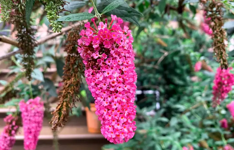 Flores de budleia (Buddleja davidii)