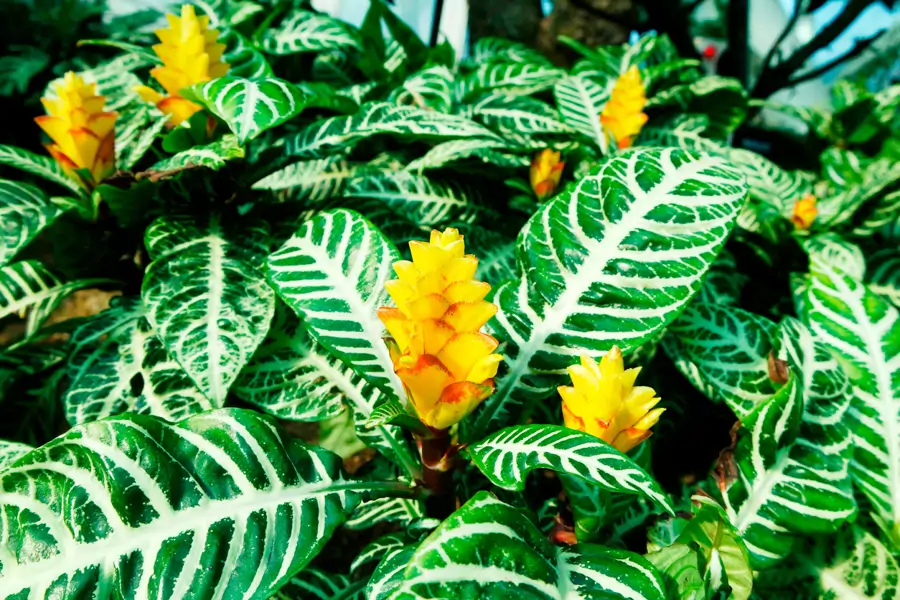 Planta cebra Aphelandra squarrosa