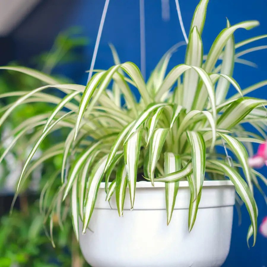 Cómo cuidar la cinta: la planta todoterreno que purifica el aire de casa y sobrevive en cualquier balcón