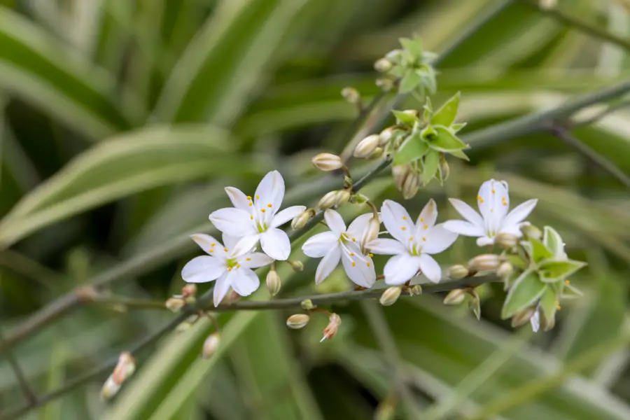 Flores de Chlorophytum comosum